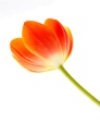 hi-Q-tulip