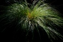 long_grass