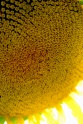 sunflower-1