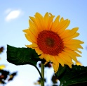 sunflower-2