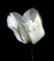 tulip-1