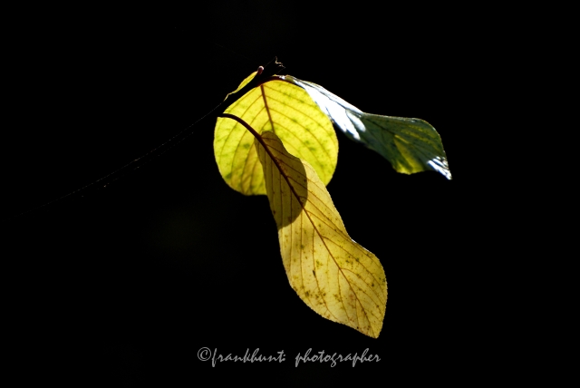 Autumn_Leaves3554.JPG