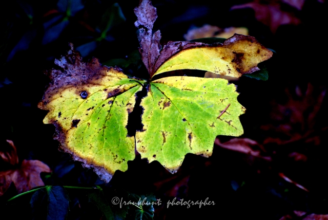 Autumn_Leaves3558.JPG