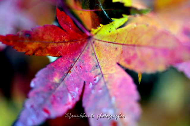 Autumn_Leaves5050.JPG