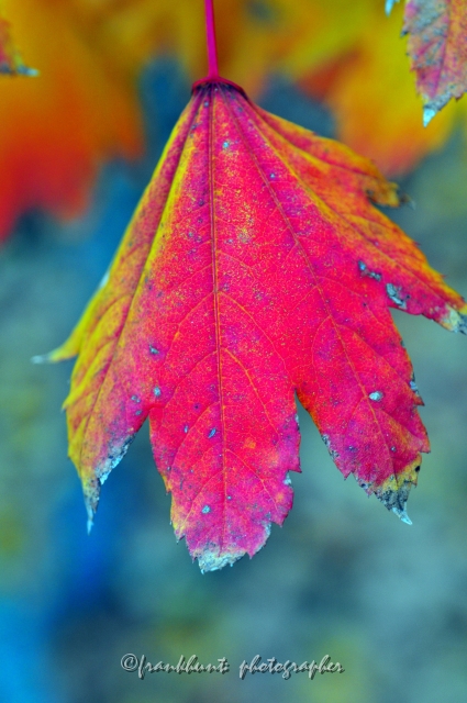 Autumn_Leaves5066.JPG
