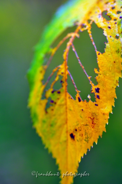 Autumn_Leaves5071.JPG