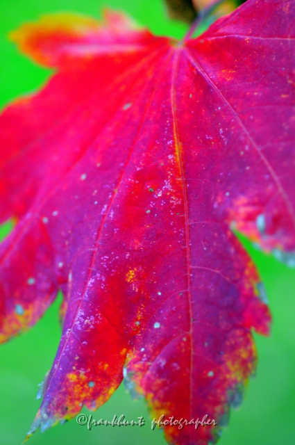 Autumn_Leaves5079.JPG