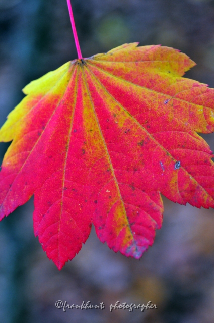 Autumn_Leaves5097.JPG