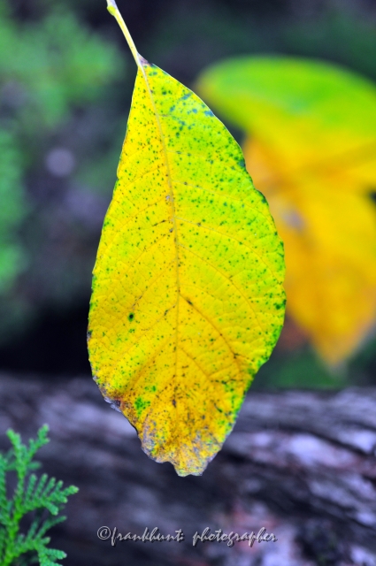 Autumn_Leaves5108.JPG