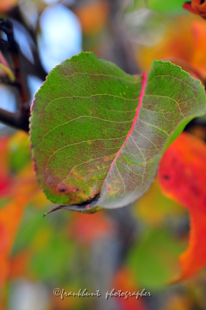 Autumn_Leaves5114.JPG