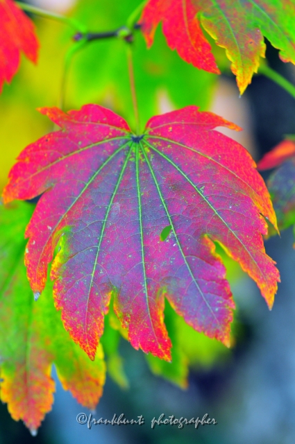 Autumn_Leaves5123.JPG