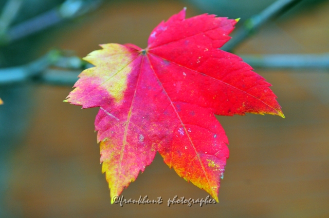 Autumn_Leaves5125.JPG