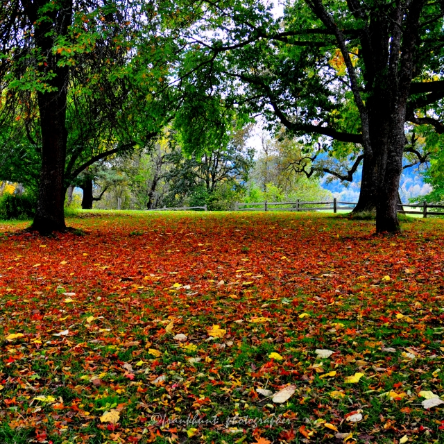 Sauvie_Island_Leaves.jpg