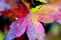Autumn_Leaves5050