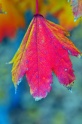 Autumn_Leaves5066