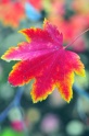 Autumn_Leaves5077