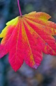 Autumn_Leaves5097