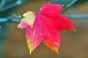 Autumn_Leaves5125