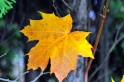 Autumn_Leaves5146