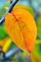 Autumn_Leaves5157