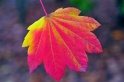Autumn_Leaves5158