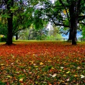 Sauvie_Island_Leaves