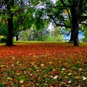 Sauvie_Island_Leaves