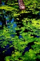 michigan_pond-1