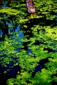 michigan_pond-1