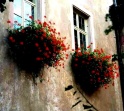 germany_window_flowers