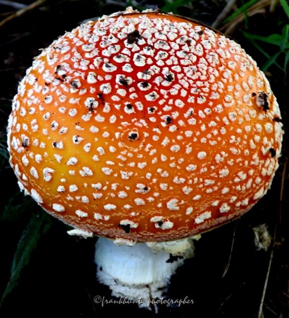 mushroom-1.jpg