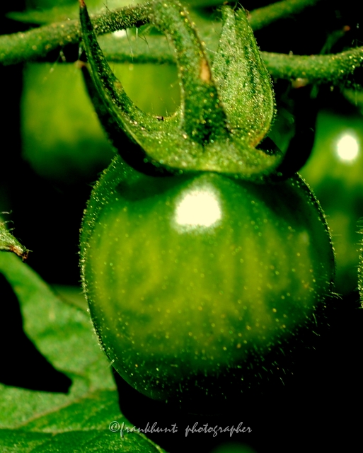 tomato-1.JPG