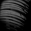 fronds