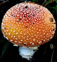 mushroom-1