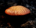 mushroom-3