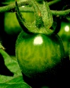 tomato-1