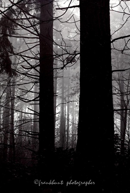 forest-1.jpg