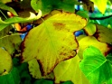 leaves-2002