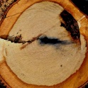 oak_stump