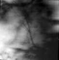 tree_shadow-1