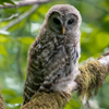 Hoot